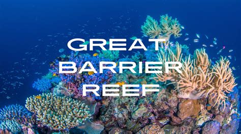 Reviving the Great Barrier Reef: Reef Restoration Success Stories