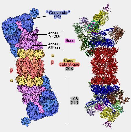 Proteasome - Figure 2 from p62 links the autophagy pathway and the ...