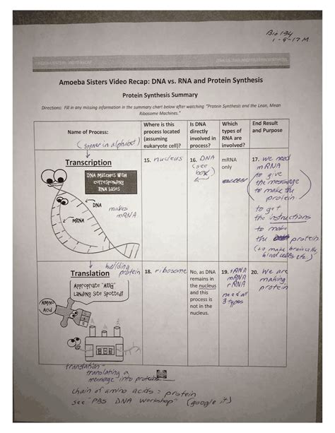 Protein synthesis amoeba sister’s summary - Docsity