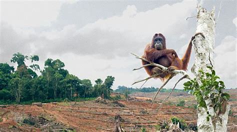 Orangutan habitat will not be destroyed by the palm oil industry - My ...