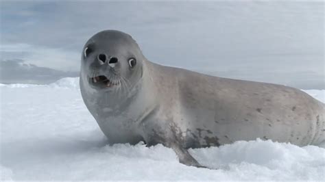 A Bunch of Seals Sing Some Seal