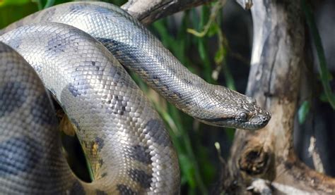 Anaconda Snake - Facts, Diet & Habitat Information