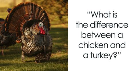 Thanksgiving Riddles To Be Served With The Turkey | Bored Panda