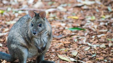 Featherdale Wildlife Park in Sydney | Blue Mountains Day Trip | Macrodyl