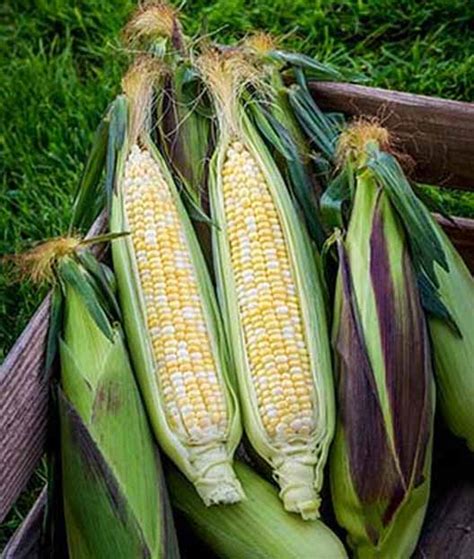 The Best 11 Varieties of Sweet Corn to Grow at Home