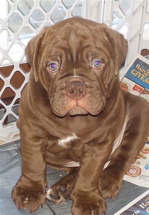 Old English Bulldog Puppies For Sale | Athens, PA #185080