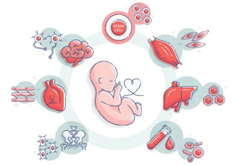 Cord Blood Facts: Benefits of your Baby’s Umbilical Cord Blood after Birth