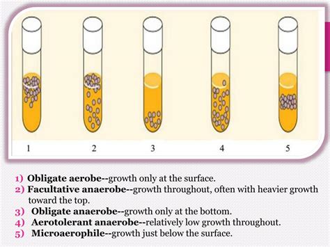 PPT - Bacteria oxygen requirements & Anaerobic Bacteria PowerPoint ...