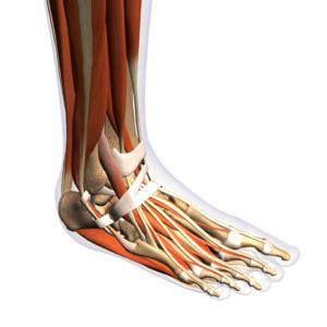 7 Top Abductor Digiti Minimi Foot Exercises For Plantar Pain - Katie E Good