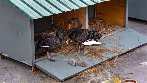 Portable Duck Coop Ideas - The Happy Chicken Coop