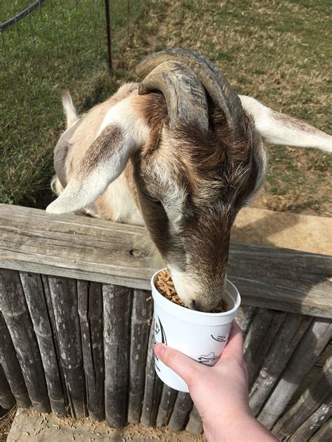 Enjoyed feeding this cute goat even though he ate all the feed and there was none left for the ...