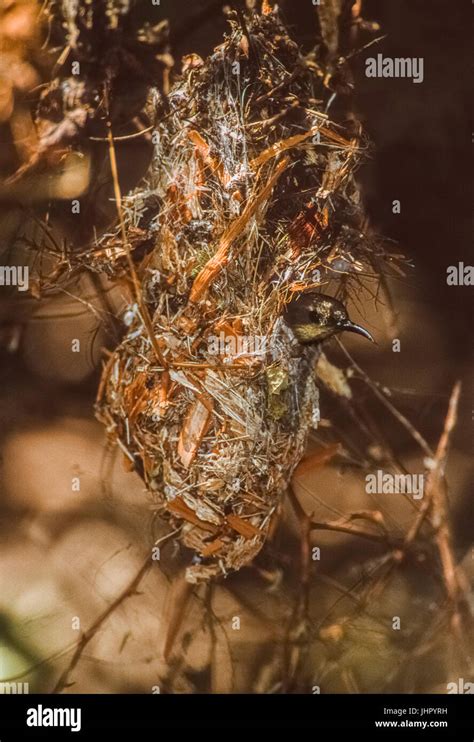 Purple Sunbird, adult female in nest, (Cinnyris asiaticus), Keoaldeo ...