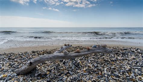 Shells On Driftwood - Botany Bay WMA, Edisto Island, SC | Flickr