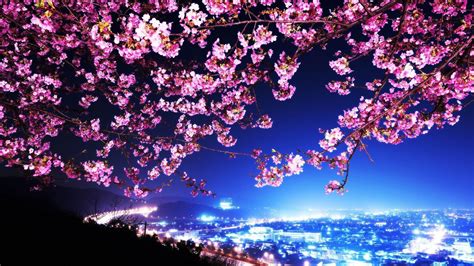 Japan Cherry Blossom Wallpapers - Top Free Japan Cherry Blossom ...