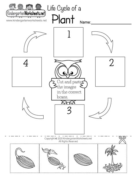 Printable Plant Life Cycle Worksheet Pdf - Printable Templates