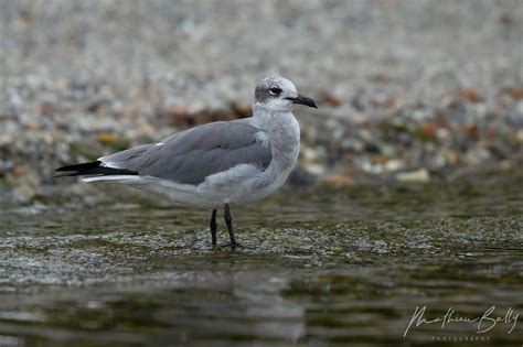 Laughing Gull by Mathieu Bally - BirdGuides