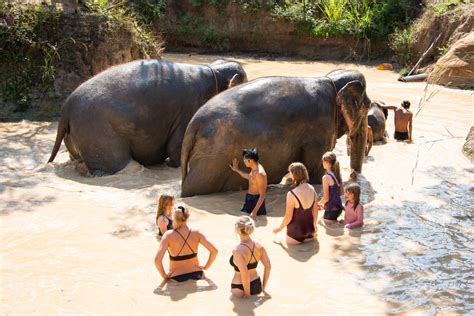 Maerim Elephant Sanctuary: An Ethical Elephant Encounter in Chiang Mai ...