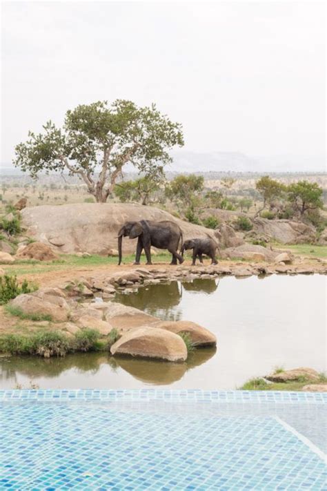 four seasons serengeti pool | Serengeti, Save the elephants, Africa safari