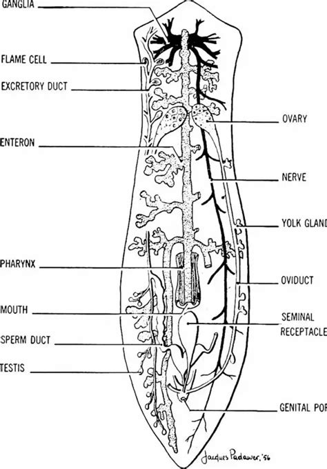 Labeled Diagram Of Planaria