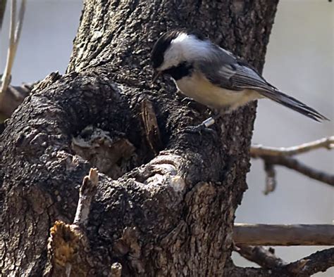 The Chickadee Nest: Chickadee Nesting Habits - Daily Birder