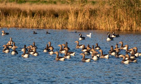 Imagined Boundaries: Waterfowl Migration and Human Intervention in the ...