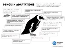 Adaptations of Penguins Organizer for 7th - 8th Grade | Lesson Planet