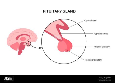 Pituitary gland anatomy, illustration Stock Photo - Alamy