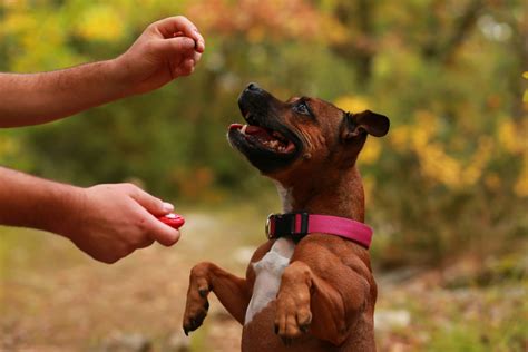 Dog Training in Fredericksburg VA - Private Lessons - Wag Ur Tail Dog ...