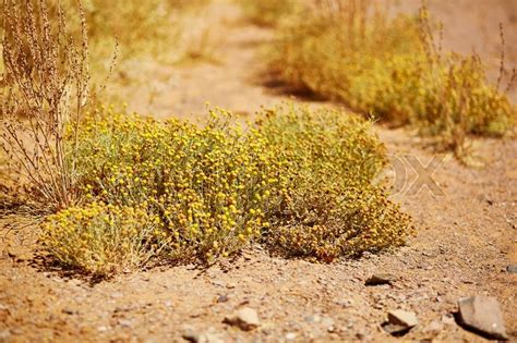 Sahara Desert Plants