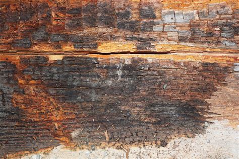 Termites or Dry Rot? How to Tell Wood Damages Apart