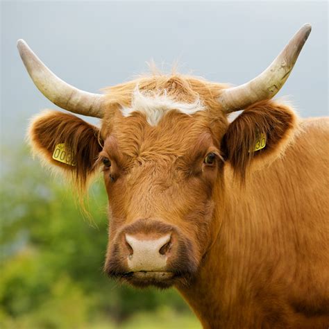 Free photo: Cow with horns - Agriculture, One, Grass - Free Download ...