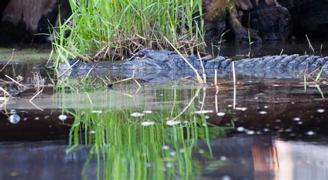 Okefenokee National Wildlife Preserve | The Nature Conservancy