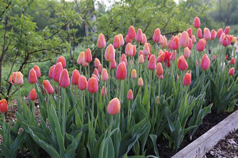 How Was Your Spring Bulb Garden? – Longfield Gardens