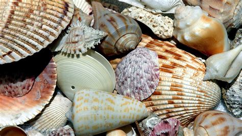 How are seashells made? - Woods Hole Oceanographic Institution