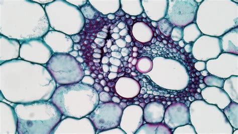 Monocot Stem: Vascular Bundle in Zea | cross section: Zea st… | Flickr