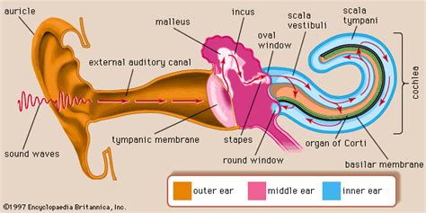 Oval window | anatomy | Britannica