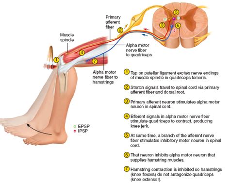 Pin on Anatomy & Physiology