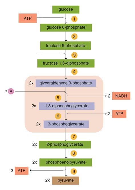 1.5: V. Carbohydrates, Metabolism - Medicine LibreTexts