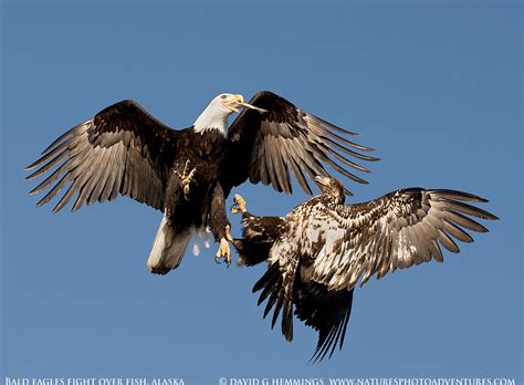 Bald Eagle Fight | An adult (left) and juvenile fight in mid… | Flickr