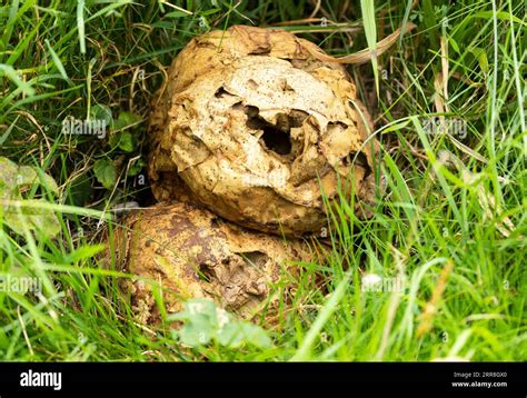 Giant puffball releasing spores hi-res stock photography and images - Alamy