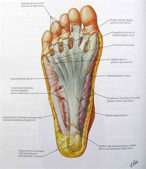 Anatomy The Bones Of The Foot | MedicineBTG.com