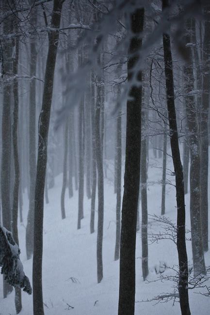 black forest in winter on Behance