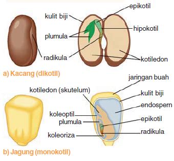 Biji Monokotil & Biji Dikotil