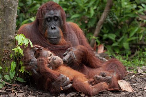 Bornean Orangutan (Pongo pygmaeus wurmbii) mother and baby, Tanjung ...