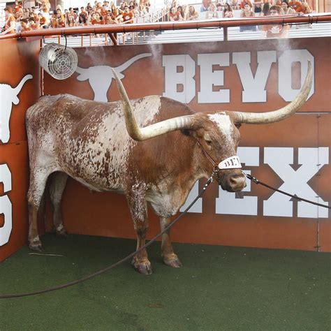 Bevo XV | Mascot Hall of Fame