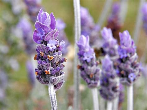 Lavender (color) - Simple English Wikipedia, the free encyclopedia