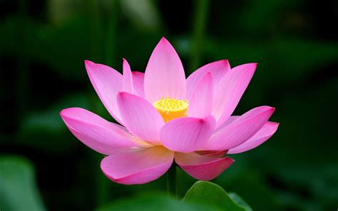 Lotus Flower Meaning and Symbolism - Mythologian.Net