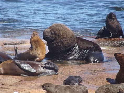 Sea lions: Hunting megafauna turns them into super-predators