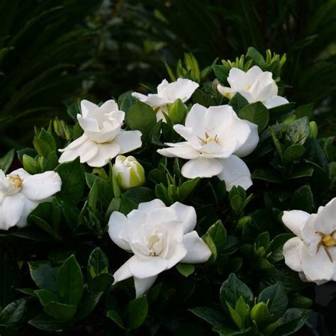 Growing Gardenias: How to Care for Gardenia Plants | Garden Design