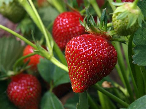 One Strawberry Plant With Fruit